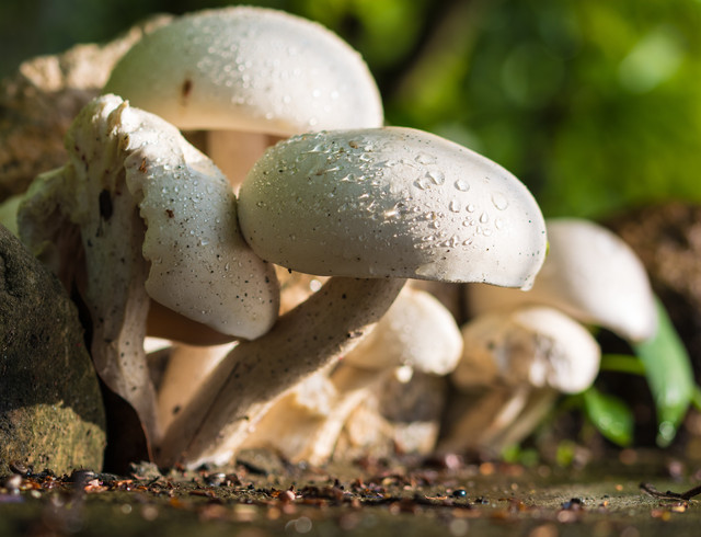 How Do You Use Psilocybin Mushroom In New Zealand?